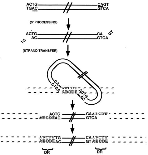 Integrase C